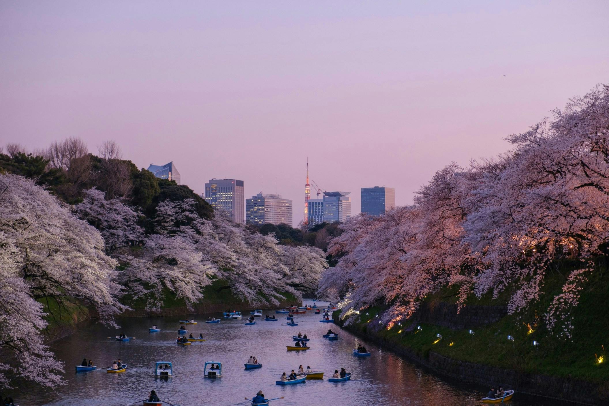 A lake in Tokyo with people kayaking and a city skyline in the background during a lavender colored sunset and cherry blossom season.  